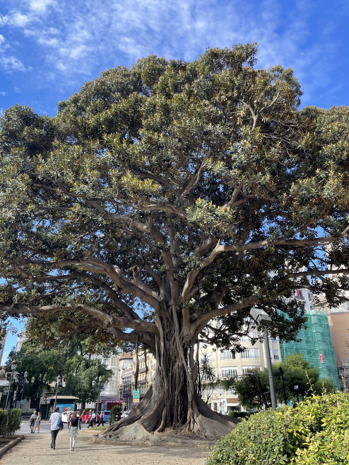 Un ficus centenario en el centro de Valencia