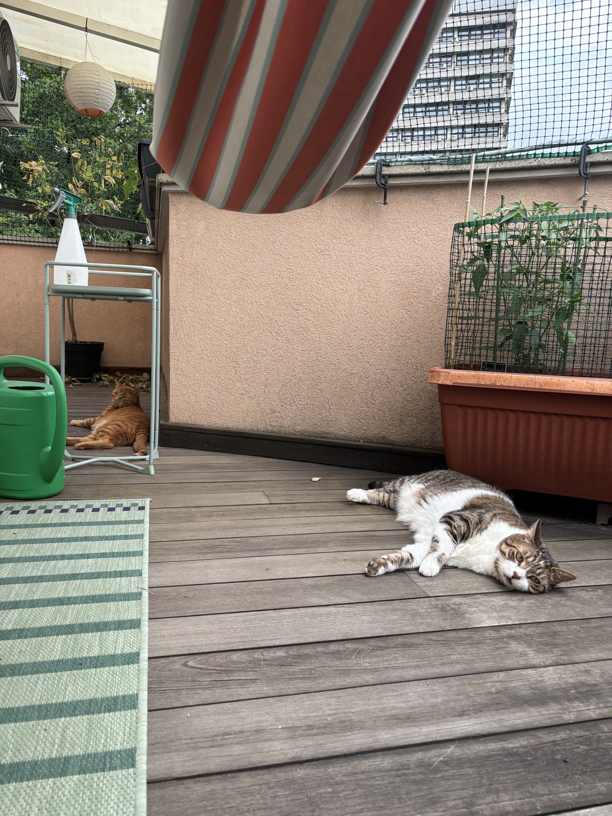 La terraza de la casa donde hago housesitting