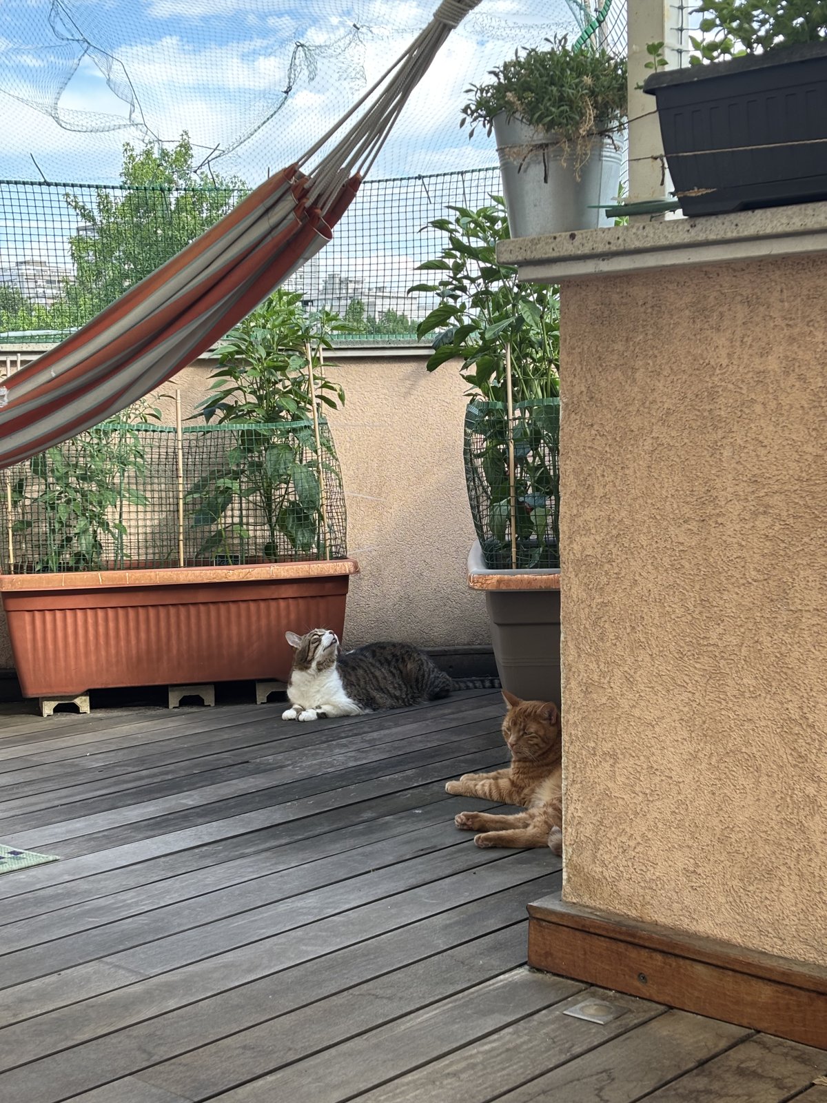 Los gatos en la terraza de la casa