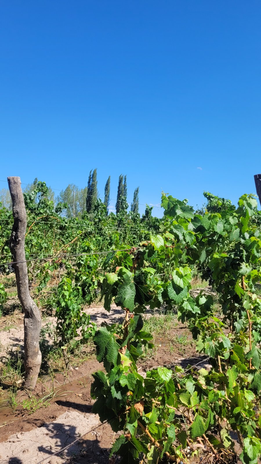 Viñedos de una bodega en Mendoza