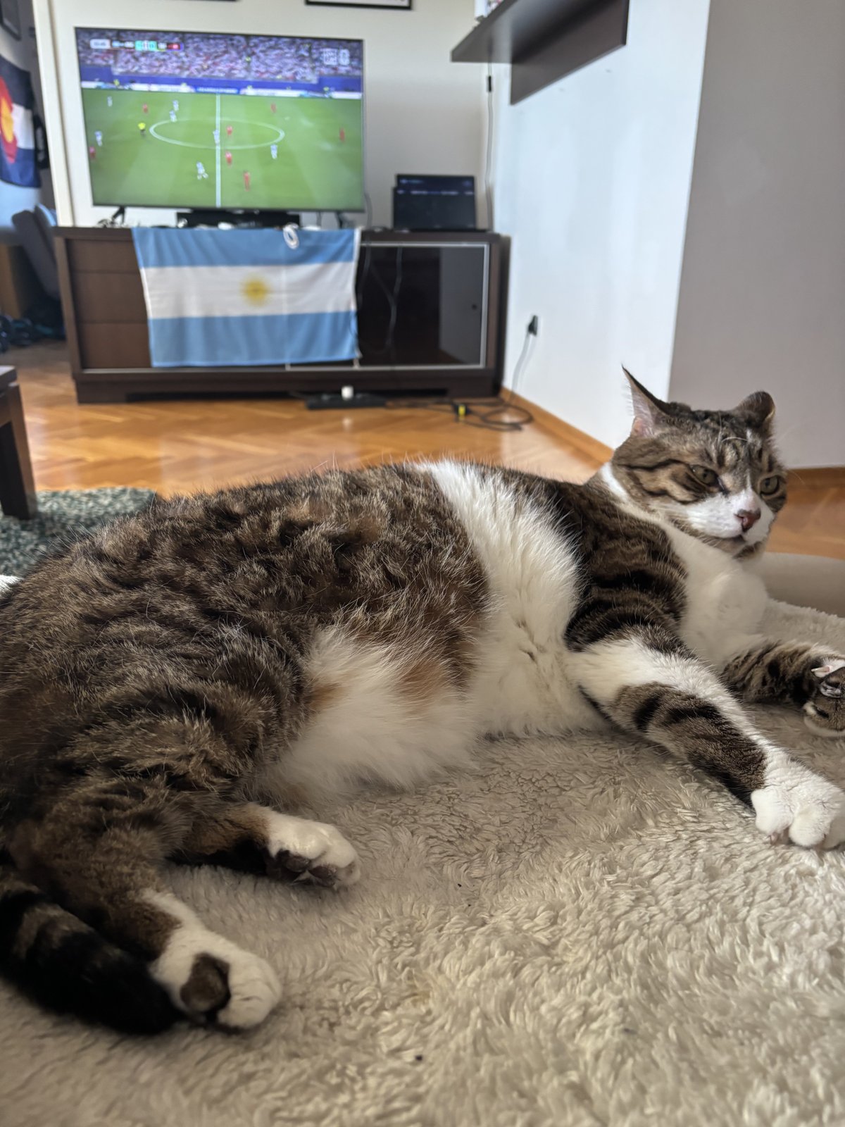Jerry, el otro gatito de la casa
