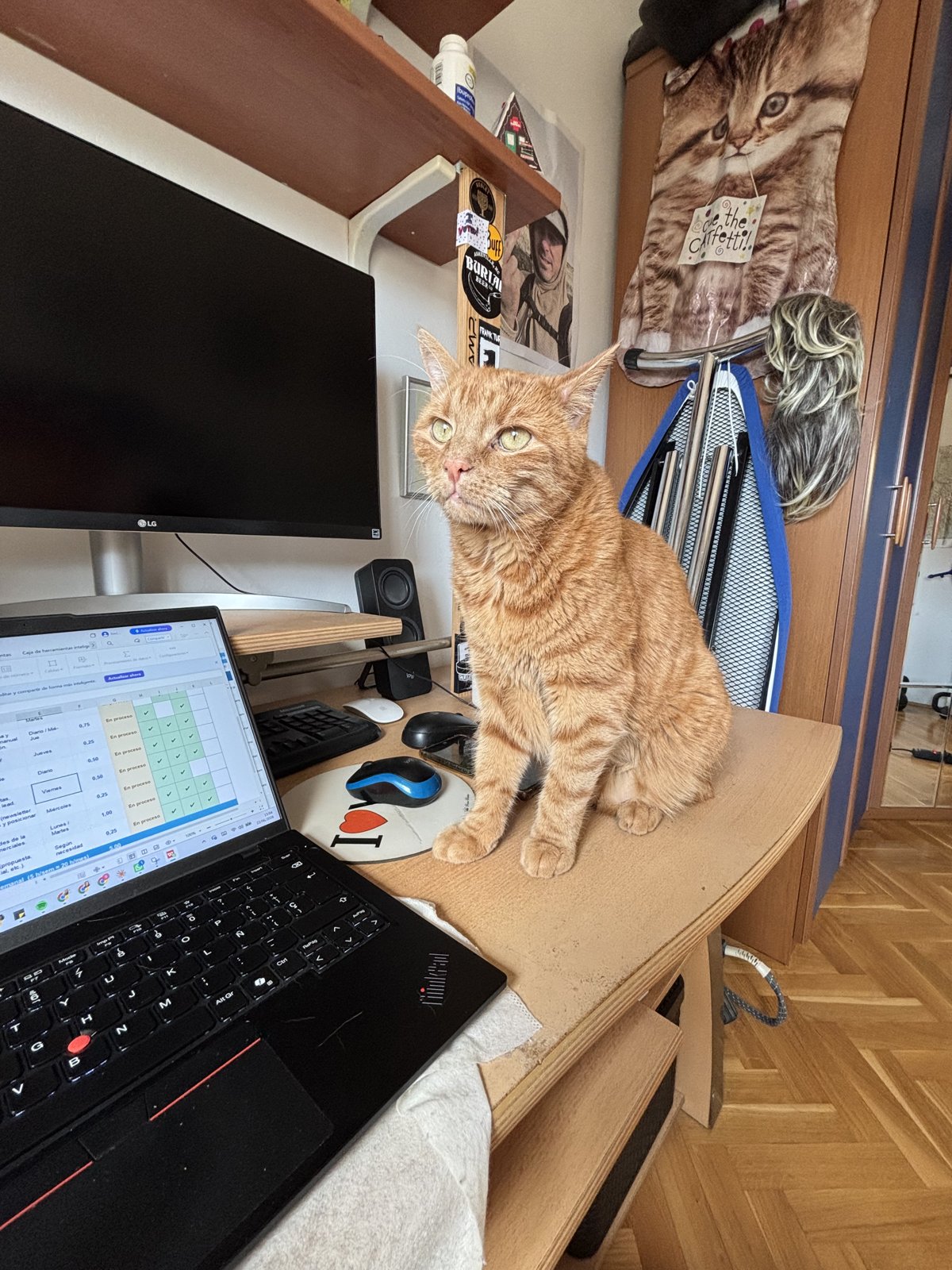 Peanut me hace compañía mientras trabajo