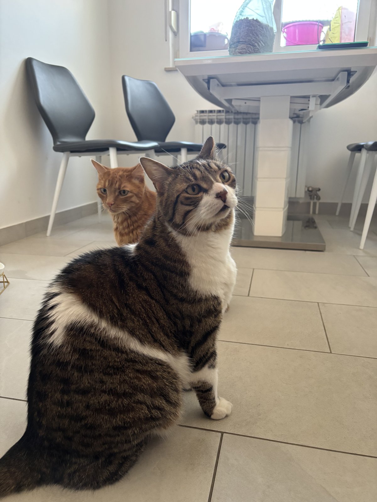 Jerry y Peanut en casa