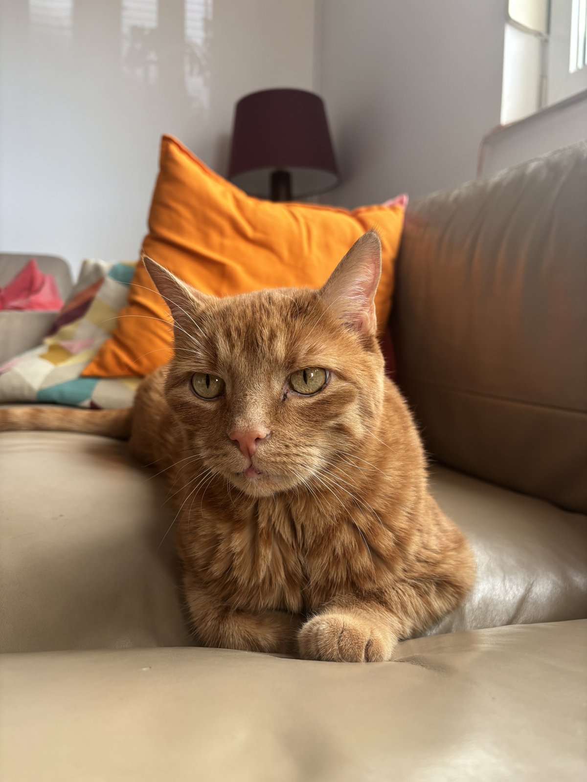 Peanut, uno de los gatos que cuido en Zagreb